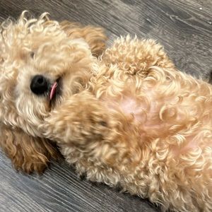 Meet your Posher, Isabella